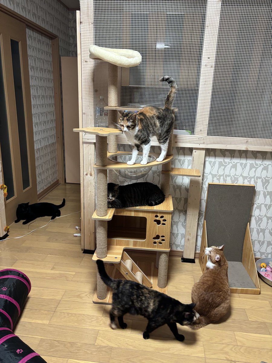 nekogorogoro_bl's tweet photo. クロの立ち猫やさん（@tachinekoya）から、爪研ぎ🐾
そして、とても豪華なキャットタワーをいただきました🥰
うちにいる子達はパワフルでわんぱくチャンばかりなのでタワーはすぐ破壊されてしまうのでとても助かります✨
立派で丈夫なタワーを本当にありがとうございました🙇‍♀️
クロの立ち猫やさんでは→ https://t.co/zoQZKrI67k