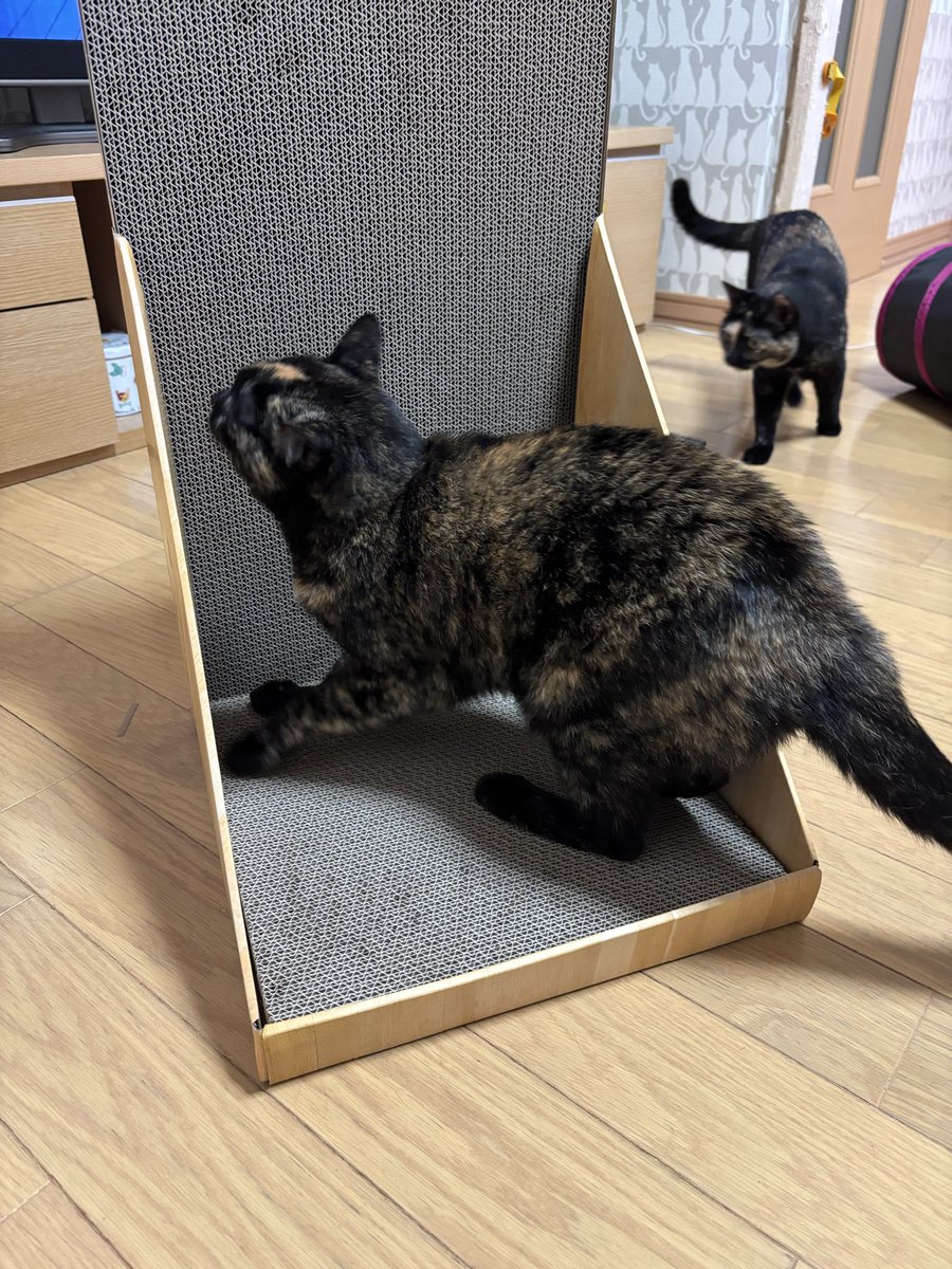 nekogorogoro_bl's tweet photo. クロの立ち猫やさん（@tachinekoya）から、爪研ぎ🐾
そして、とても豪華なキャットタワーをいただきました🥰
うちにいる子達はパワフルでわんぱくチャンばかりなのでタワーはすぐ破壊されてしまうのでとても助かります✨
立派で丈夫なタワーを本当にありがとうございました🙇‍♀️
クロの立ち猫やさんでは→ https://t.co/zoQZKrI67k