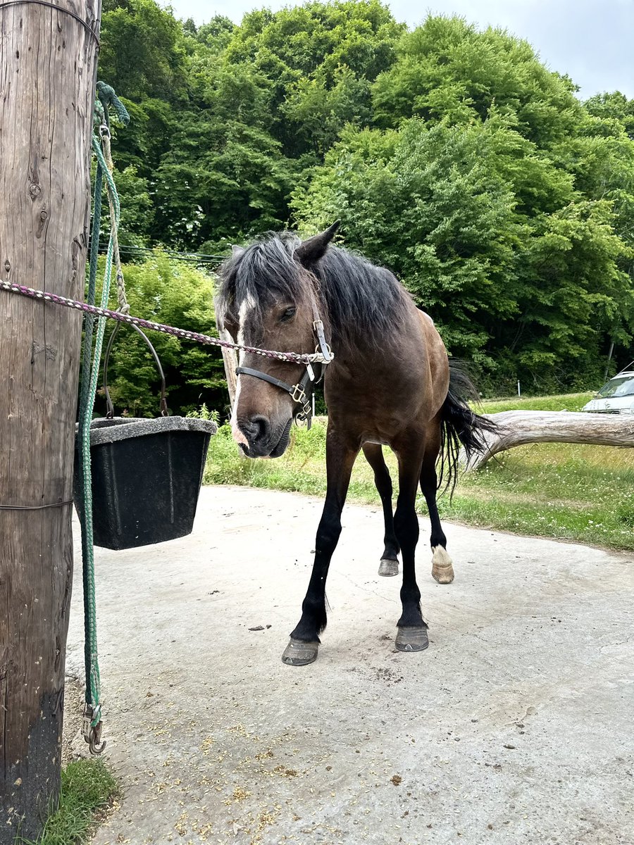 petal_holy's tweet photo. VRFをチェックアウトしてグラスホッパーで外乗。
放牧中の馬を捕まえて餌をあげて馬装、私のレベルを直ぐに見極めてくれて最初に軽いレクチャー、高低差のある山をズンズン進んで速歩と駈歩、笹藪や小川を進んだり新冠川でクールダウンしてと楽しかった！ https://t.co/6NjBZyeORW