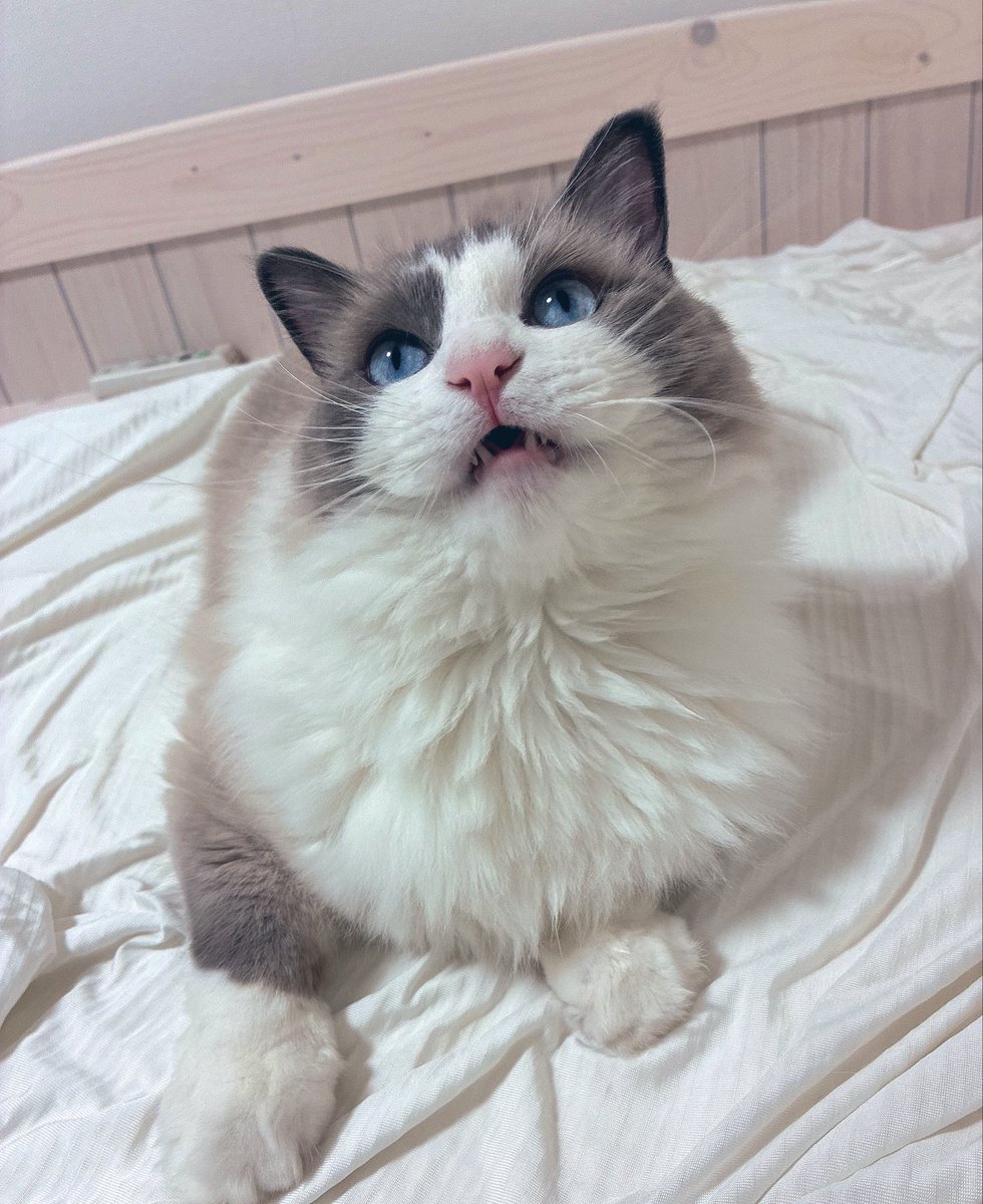 るる🐾໊ラグドール (@ruru_ragdoll) / Posts / X