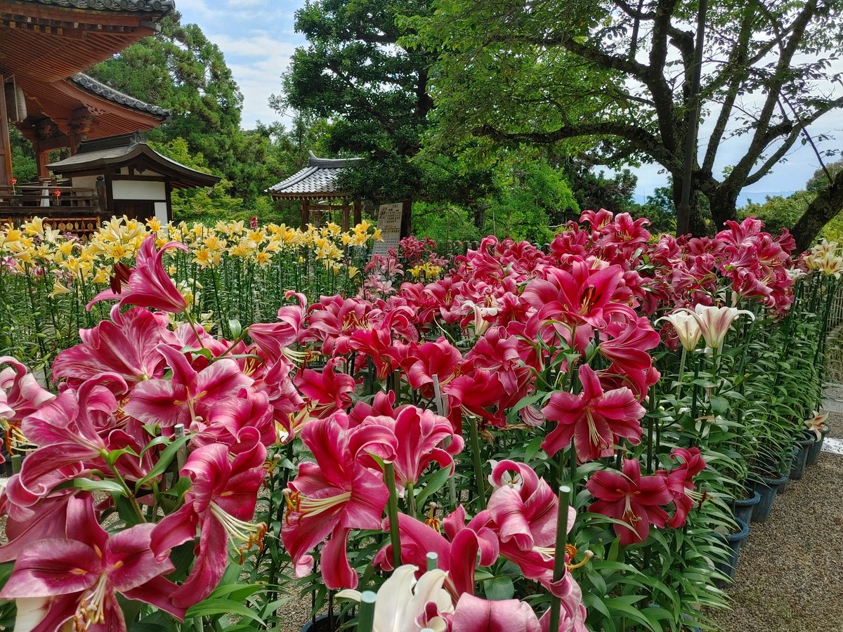 shikabanerocker's tweet photo. 今年はまだ百合の花を見ていないことに気付き、今見頃を迎えているという松尾寺へレッツゴーしてきました🚙💨

花の中へ入っていくとほのかに甘～い
香りが漂ってきてとても癒される一時でした😊

#松尾寺 https://t.co/0J9vvasG15
