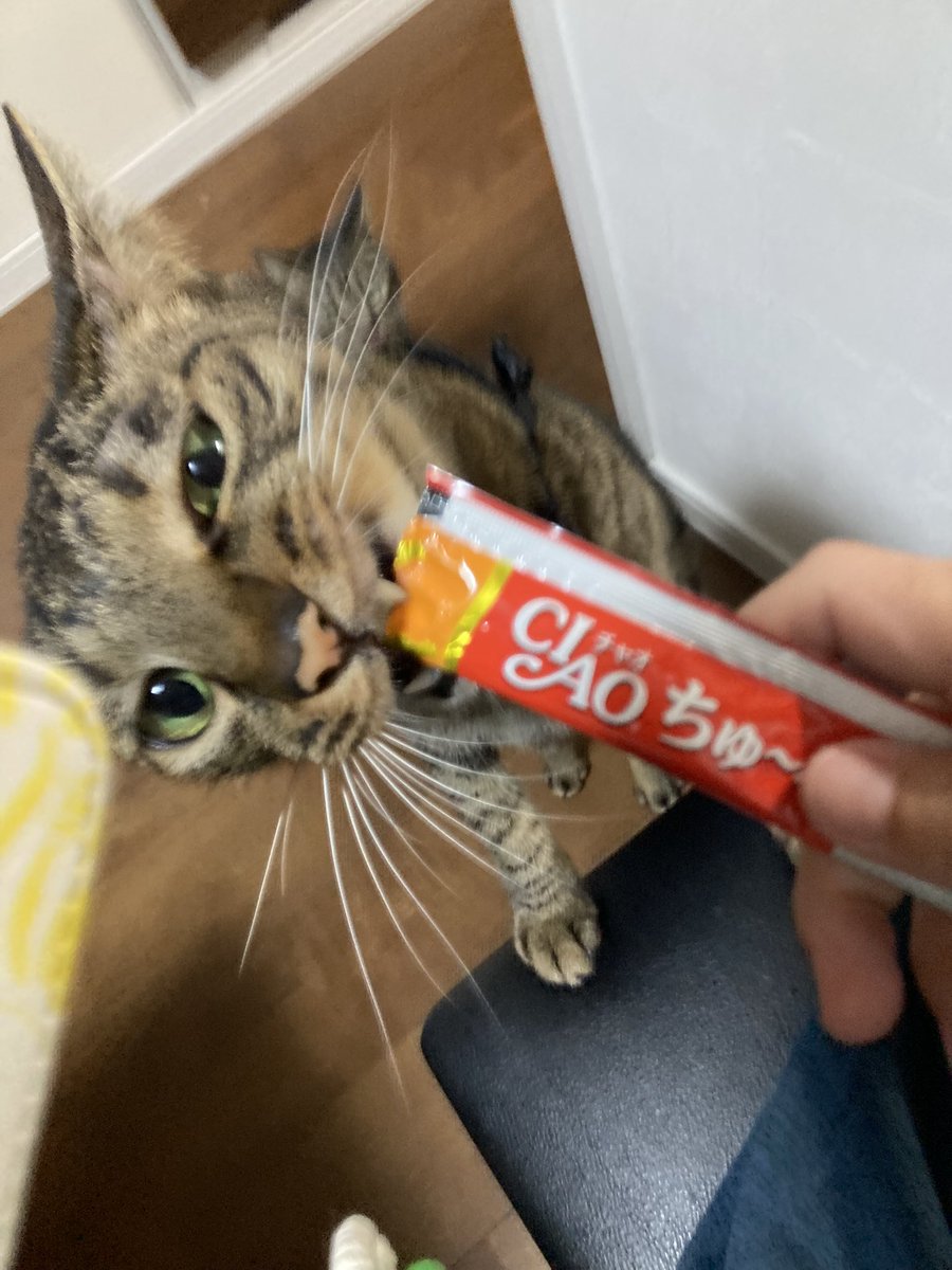 16091_'s tweet photo. とらほーーーーーーーーーー🎈🎈🎈🎈
さいきーーーーーーーー😆！！！！！

念の為早く寝る〜🥱
ちゅ〜る兄弟と寝んね😻

#阪神勝ったらちゅ〜る https://t.co/1PiEFPInfH