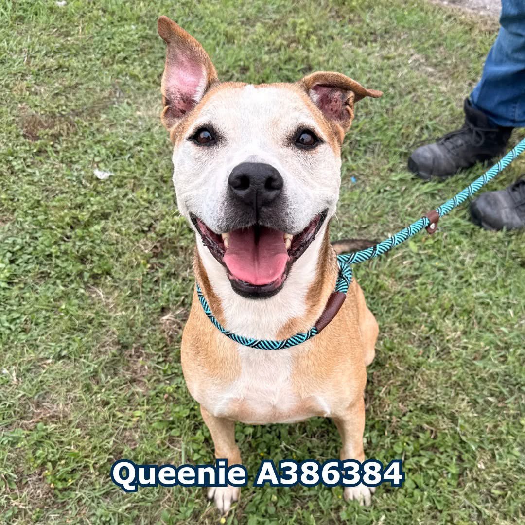 LisaBrabson's tweet photo. QUEENIE #A386384 5yo, is 1 of those SPECIAL dogs,u meet once in a lifetime ✨️ 
Her beautiful eyes so full of life &amp; love
She makes my 🩵 ache,every time I look at her
I see how DESPERATELY she wants to live &amp; b loved! 
PLZ #ADOPT #FOSTER OR #PLEDGE4RESCUE 
#CORPUSCHRISTIACS https://t.co/cAcxjFNHJw