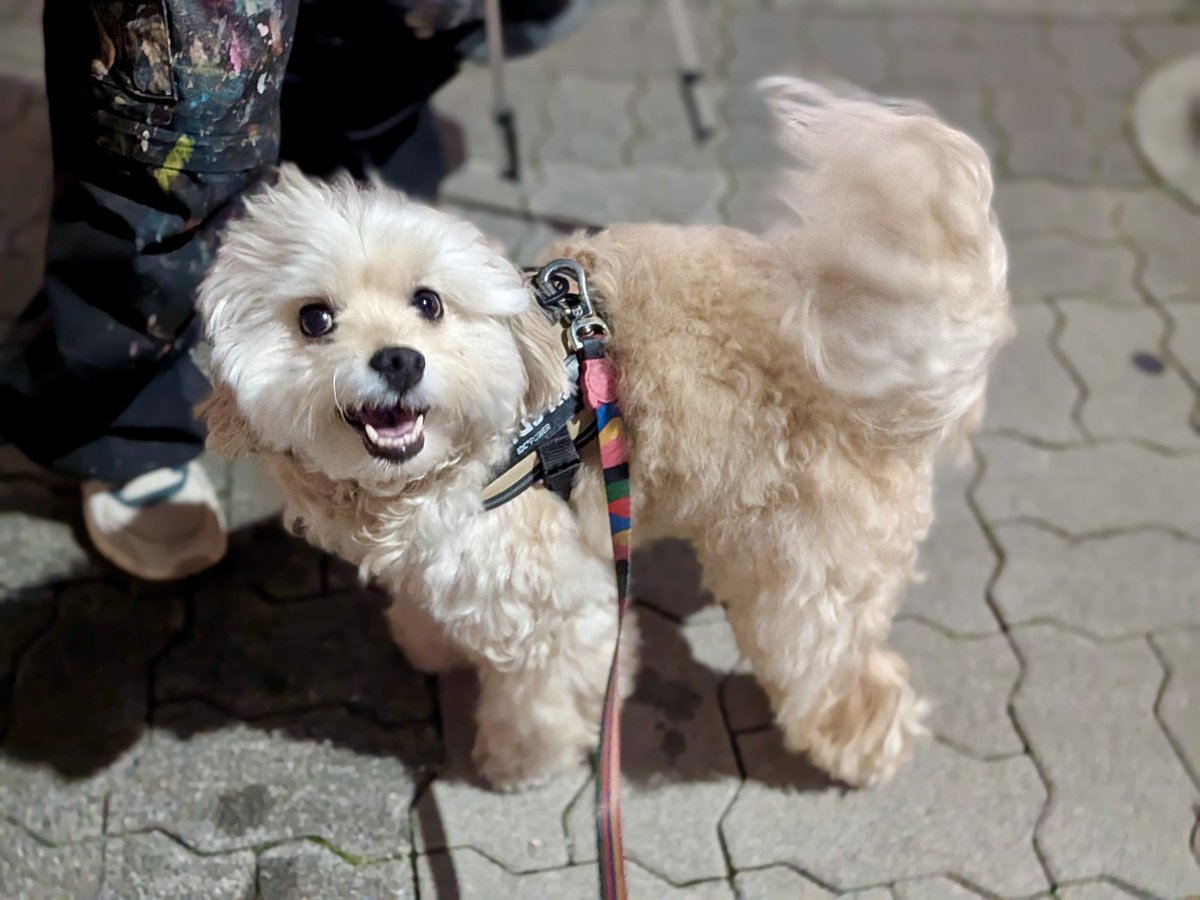 inu_beer's tweet photo. 犬、普通によそ見して歩いて公園のベンチに頭ゴツンぶつけてた。あなたがあのことわざのモデルの方？ https://t.co/HVZFdOXPv8