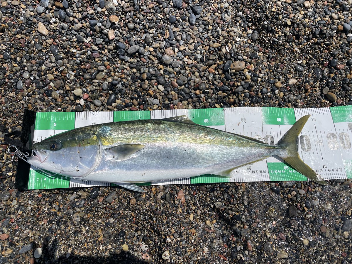 watapyo_fish's tweet photo. 思い起こすと釣りのやる気はフクラギ狙いでボウズをくらった時から。
それから2年後、サーフでワラサ釣ることができました🎣
パームス製品使ってない時に限って、釣れるのがな…🌴
早朝にギグGF LFでヒットはしてるんですが、毎回バラしてます…。

#palmsfishing
#ショアガンエボルブ 103MH https://t.co/bVLyTZ61I5