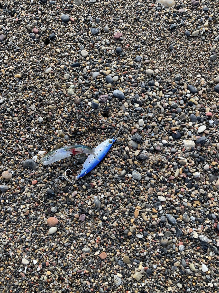 watapyo_fish's tweet photo. 思い起こすと釣りのやる気はフクラギ狙いでボウズをくらった時から。
それから2年後、サーフでワラサ釣ることができました🎣
パームス製品使ってない時に限って、釣れるのがな…🌴
早朝にギグGF LFでヒットはしてるんですが、毎回バラしてます…。

#palmsfishing
#ショアガンエボルブ 103MH https://t.co/bVLyTZ61I5