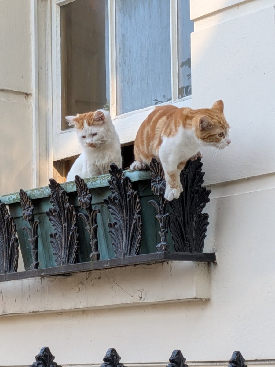 TomboyThree's tweet photo. @TheKingofKatz @CopperCation @Opiumbrella Not mine, but near me. If you zoom in, you'll see two more on the window sill, about to make their escape! https://t.co/sh2hlTrIEh