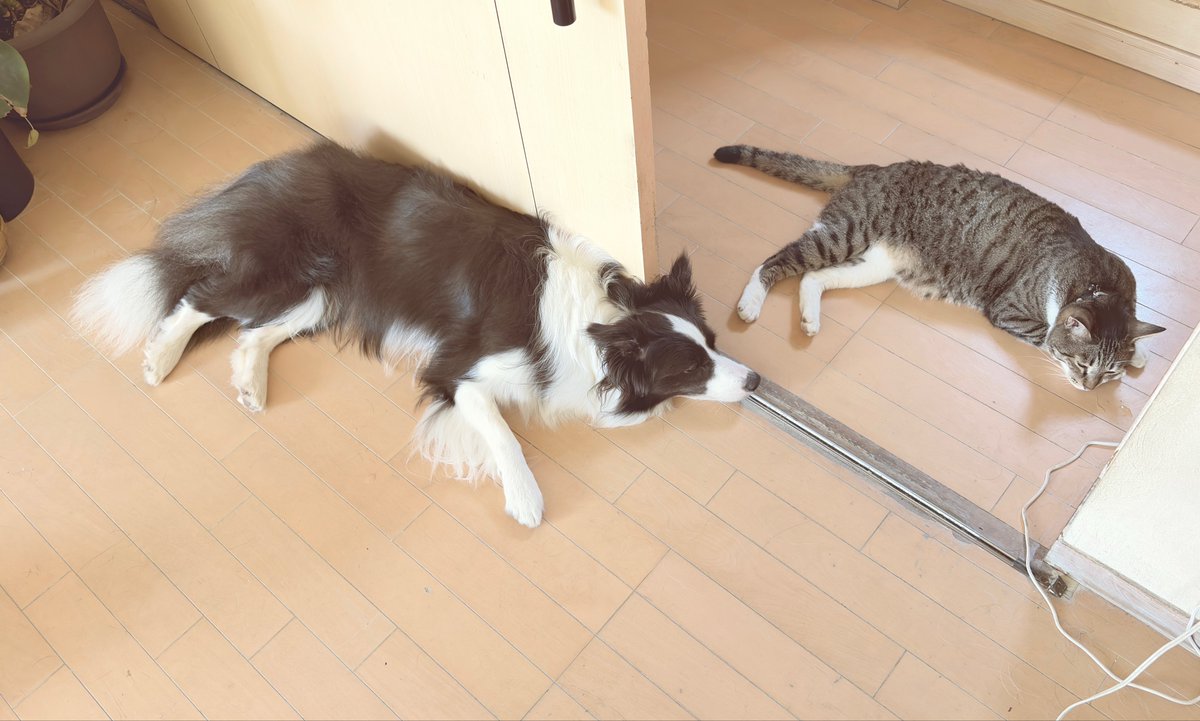 fuyuki_if's tweet photo. 今日は2匹転がってました。
猫は祖母がまた脱走させてしまって、一応首にはAirTagつけてるので位置情報はそれとなく見えてるんですけど微妙にズレてて、でも、家の近くにはいるだろうと探してたら出てきて捕獲 https://t.co/raTBuwD6gK