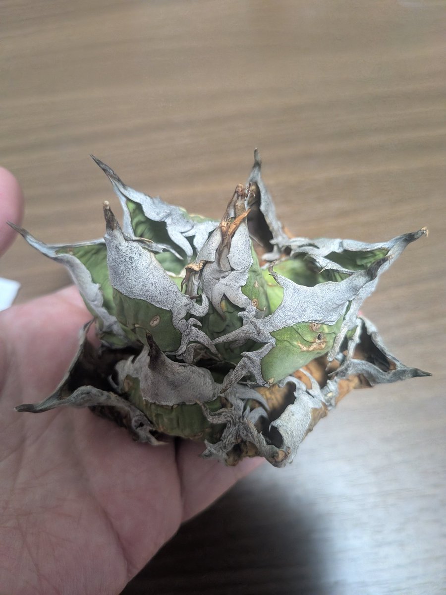 legend_code_'s tweet photo. オアハカもそろそろ欲しいから1年くらい好みの探し続けてようやく購入した初オアハカ https://t.co/6LNKkjeL6n