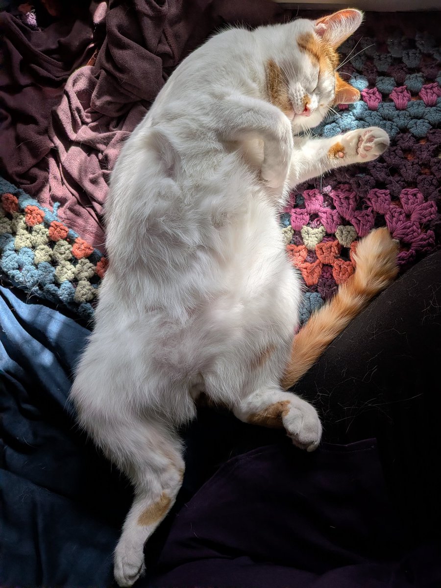 TomboyThree's tweet photo. @TheKingofKatz @CopperCation @Opiumbrella My Archie 😻 https://t.co/Xsqi34e63Y