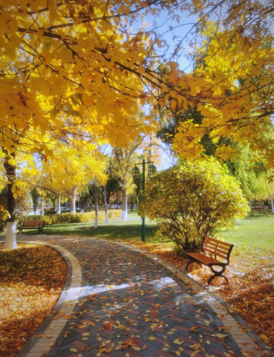 xxdaniel64xx's tweet photo. Chilly autumn breeze and golden leaves  Perfect day for a warm latte and a walk! ， https://t.co/ypOXvl0fMe