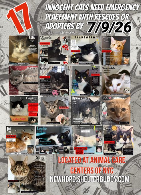 JLthekid9999's tweet photo. ππTHE 17 (π±π±π±)- POOR CATS BELOW ARE ALL AT RISK OF EU ON 7/9/26π±π±π±ππ
DUE TO SIZE OF LIST, THIS POST IS VERY LONG - PLEASE READ ALL THE WAY THROUGH
ππΏπΏMOST URGENT ON LIST ARE:
1. SNOW WHITE - (6X ON EPL) - DUE TO LARGE NUMBER OF CATS ON THE EPL RECENTLY - POOR SNOW WHITE IS BEING IGNORED AND OVERLOOKED ON X AND AT SHELTER - LESS THAN $300 IN TOTAL PLEDGESπ±π±π±π±
2. RICCOLA - (6X ON EPL - TOO LOW ON PLEDGES) - DUE TO LARGE NUMBER OF CATS ON THE EPL RECENTLY - POOR RICCOLA IS BEING IGNORED AND OVERLOOKED ON X AND AT SHELTER - LESS THAN $325 IN TOTAL PLEDGESπ±π±π±π±
ππ π±π±π±π±- WITH SO MANY CATS ONTHE EPL - THE MEDICAL KITTIES ARE WAAAAYYY BEHIND ON PLEDGES - PLEASE CONSIDER THEM:ππ
1. ELOISE - He has very painful gum disease, and he gets agitated if you go near his mouth. He is eating some canned food, but he is underweight and unthrifty. He may need full-mouth, teeth extractions and anti-inflammatory medications. He needs care and attention that we cannot provide. EATING ISSUES ARE A DEATH SENTENCE IN SHELTER. This evaluation/diagnosis means that ELOISE will be given very little time for rescue/foster/adoption. π₯π₯π₯π₯
2. C0WB0Y - has had a URI since arriving at the shelter and despite treatment, he is not improving. He has high FAS in shelter and allows minimal to no handling. He has maintained a good appetite and is much more likely to recover in a calm and quiet environment. This evaluation/diagnosis means that COWBOY will be given very little time for rescue/foster/adoption. π₯π₯π₯π₯
3. NALA - She is a sweet elderly cat with a chronic wound self inflicted wound on her neck, likely related to stress (4 plus years), & severe dental disease - This evaluation/diagnosis means that NALA will be given very little time for rescue/foster/adoption. π₯π₯π₯π₯
4. FINN - has been diagnosed with diabetes and will need follow up veterinary care and insulin administration twice daily. Behaviorally, he has allowed medical handling. This evaluation/diagnosis means that FINN will be given very little time for rescue/foster/adoption. π₯π₯π₯π₯
5. ANGEL - She is a sweet, mature cat who is suddenly falling over and not eating. She needs an internal medicine and neurology consultation for suspected vestibular disease due to an inner ear infection. She will need supportive care in a veterinary clinic until a diagnosis and definitive treatment plan are made. NOT EATING IS A DEATH SENTENCE IN SHELTER. This evaluation/diagnosis means that ANGEL will be given very little time for rescue/foster/adoption. π₯π₯π₯π₯
ππTIME IS RUNNING OUT FOR THE OVERLOOKED AND IGNORED AS SHELTER IS AT MAX CAPACITYππ
- ALL VERY LOW ON PLEDGES & AT HIGHEST RISK FOR EU/SILENT KILLπ± πππ
PLEDGES WILL HELP STIMULATE RESCUE INTEREST FOR ALLπππ
NOW IS THE TIME TO ACT FOR THESE LITTLE ONES-π₯Ήπ₯Ήππ
PLEASE SHARE AND PLEDGE IF YOU CAN- CONTACT RESCUES/FOSTERS/ADOPTERS.
@AdamsPaulGrimke
@mehser12
Thank you