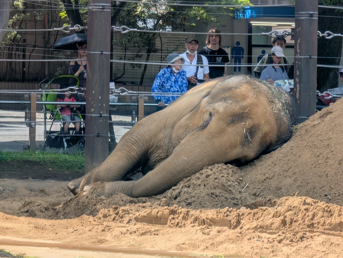 giabbitomo's tweet photo. 朝、いつのまにか😴😴した🐘😁

2026.7.8  #スーリヤ　#ウタイ
#アジアゾウ　#ゾウのすむ森
#上野動物園 https://t.co/cvF0HdrepV
