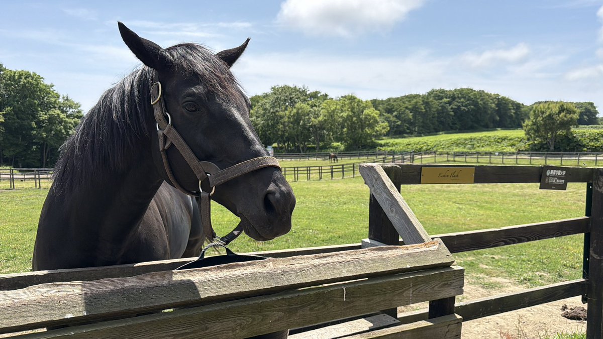 JT_Lailaps's tweet photo. Had an absolutely wonderful day at Yogibo Versailles Resort in Hokkaido. 

I fed Eishin Flash again, who was a little greedy for carrots but also very curious and well behaved 🐴🥕❤️ https://t.co/hgCMIbPZUu