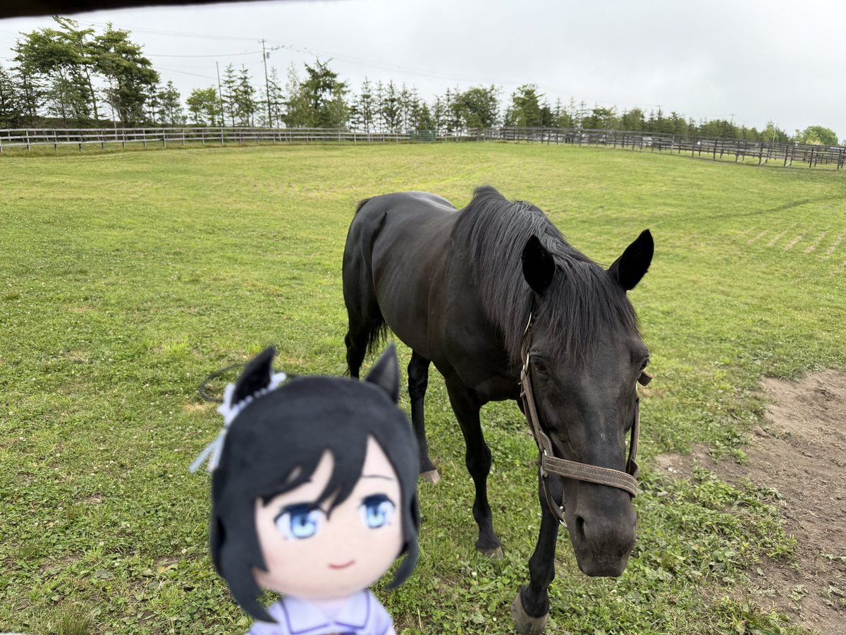 JT_Lailaps's tweet photo. Had an absolutely wonderful day at Yogibo Versailles Resort in Hokkaido. 

I fed Eishin Flash again, who was a little greedy for carrots but also very curious and well behaved 🐴🥕❤️ https://t.co/hgCMIbPZUu