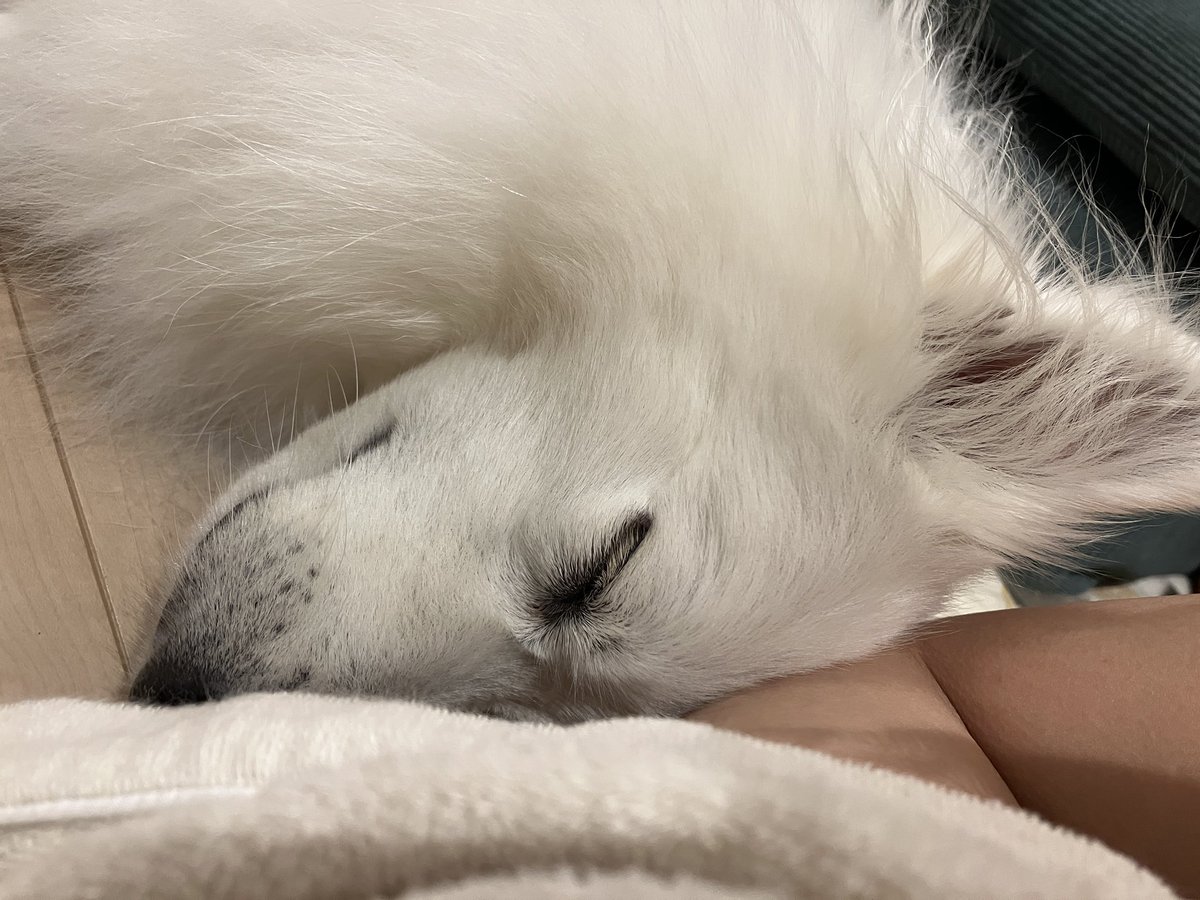 328_ryo's tweet photo. 横になってストレッチしてたらこうなるから犬はいいぞ https://t.co/19pabnb5le