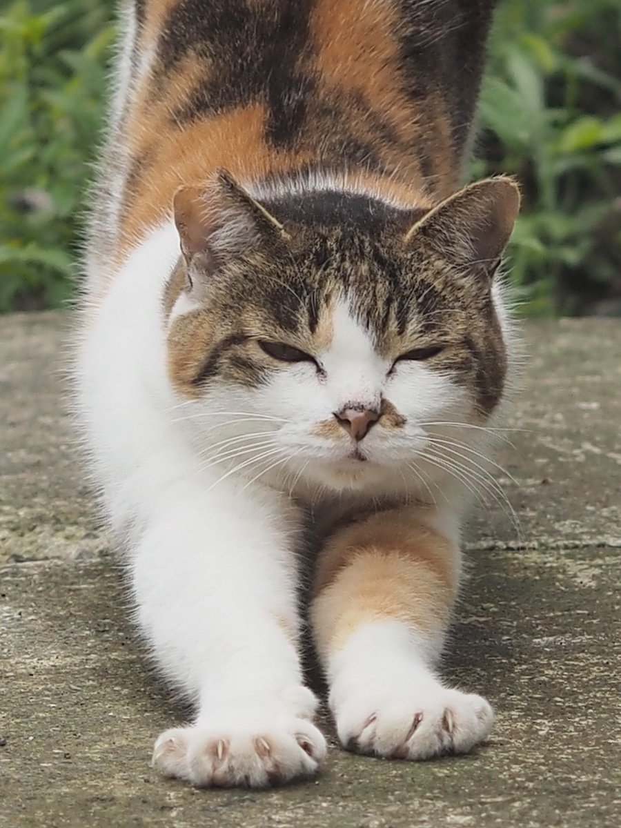 cat #ミケ