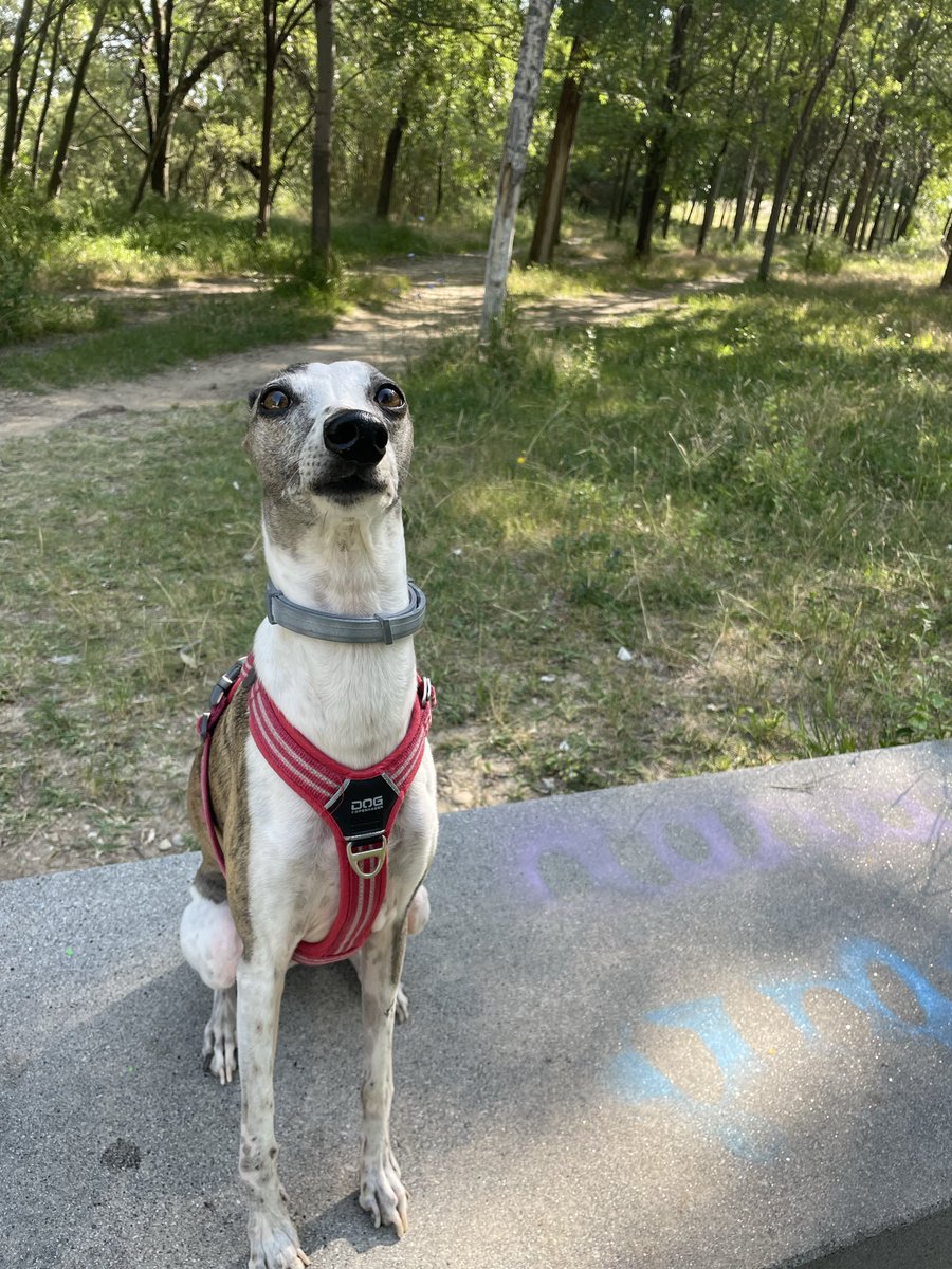 tartadequeso_'s tweet photo. Mi perro antisuicidio que recibí a los 18 años. https://t.co/Br7VItH6JW