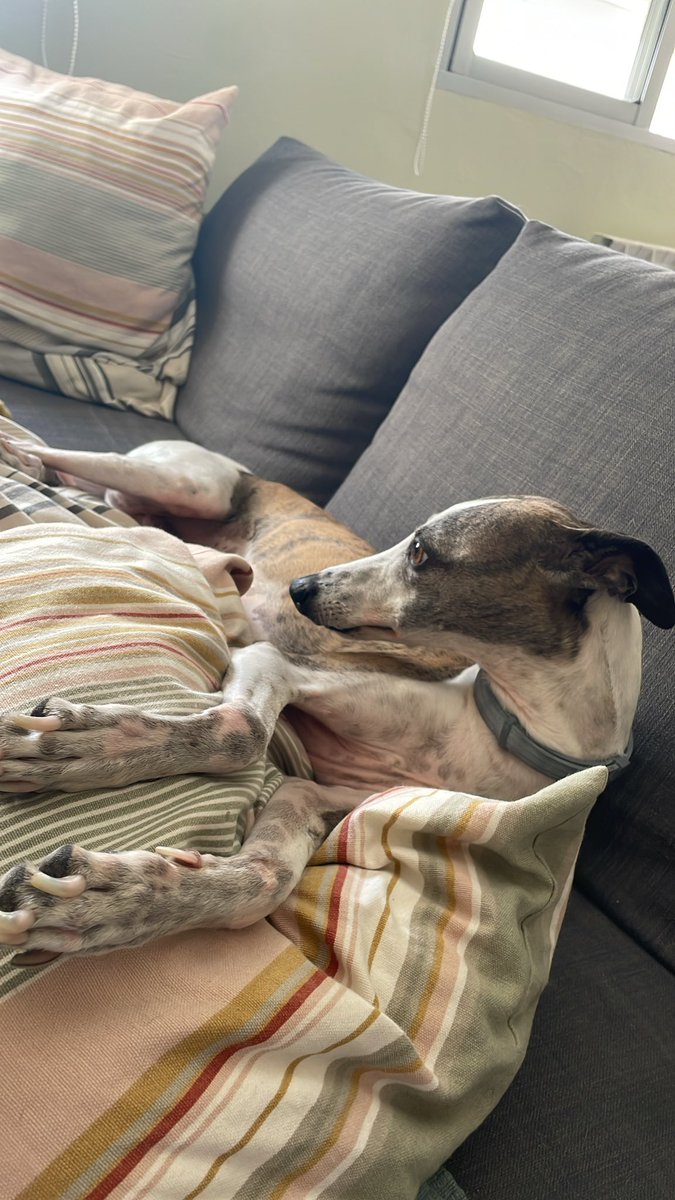 tartadequeso_'s tweet photo. Mi perro antisuicidio que recibí a los 18 años. https://t.co/Br7VItH6JW