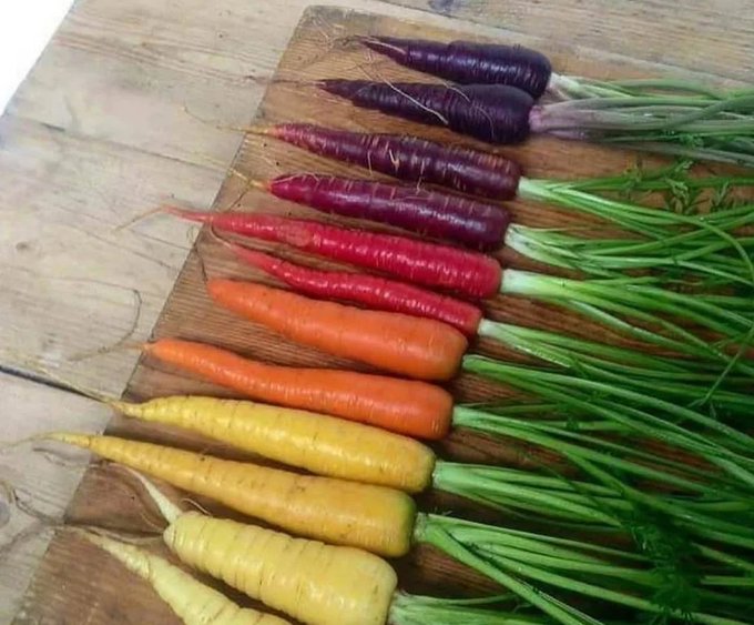 Rainmaker1973's tweet photo. Carrots were originally purple, white, yellow, and red. 

The orange carrots we know today became popular after Dutch farmers selectively bred them in the 16th–17th centuries. https://t.co/dww5mtlFk2
