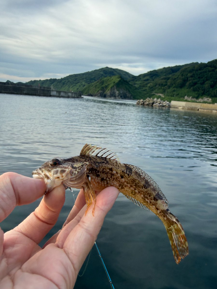sabutaro28's tweet photo. 新潟県の粟島に来てんけど
めちゃくちゃいろんな魚種釣れてビビってる。
#粟島
#fishing
#23stradic
#鱒レンジャー
#zpi
#gomexus https://t.co/DCzlBL3RXi
