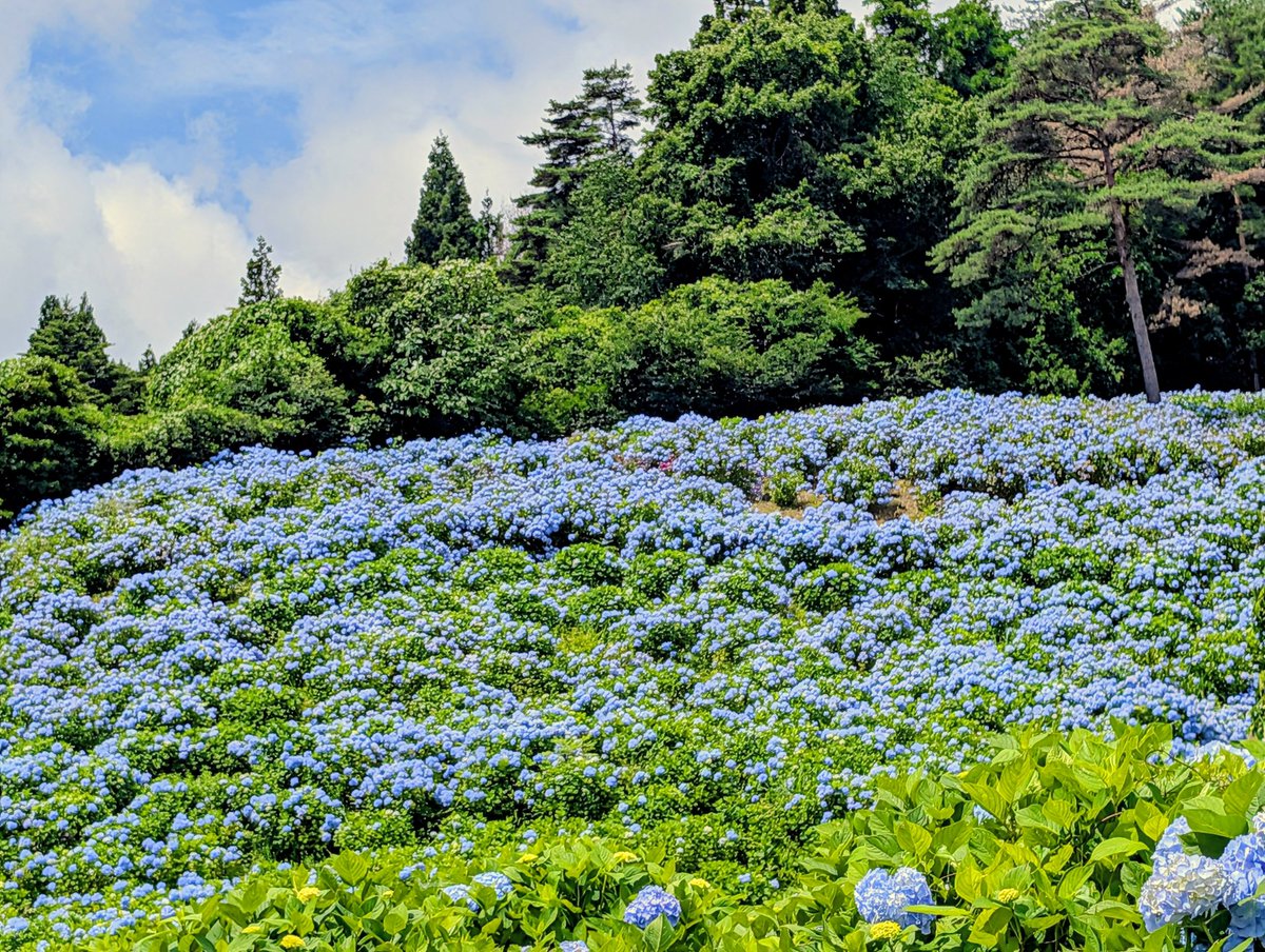 cocoro_yama's tweet photo. 赤坂公衆…

#気仙沼 #松崎外ケ沢 #赤坂公衆園 #紫陽花 #アジサイ #あじさい #大島亀山 https://t.co/ZmiPHZ4WlK