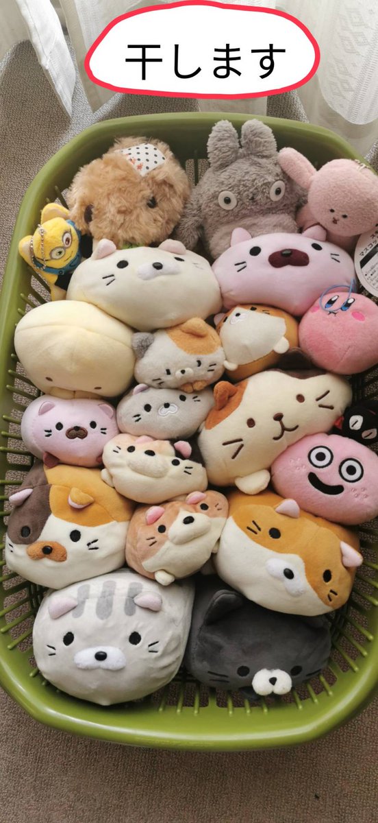 ninjinmaru's tweet photo. #ごろねこサミット
久々に晴れたので干されたもよう https://t.co/7o5fAaUUHm