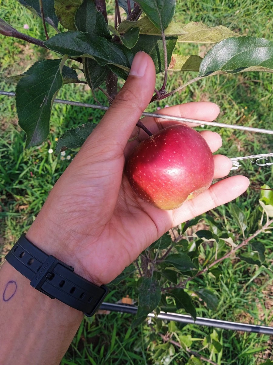 itoo_aubaid's tweet photo. The apple doesn't fall far from the tree https://t.co/DTsImHHQoE