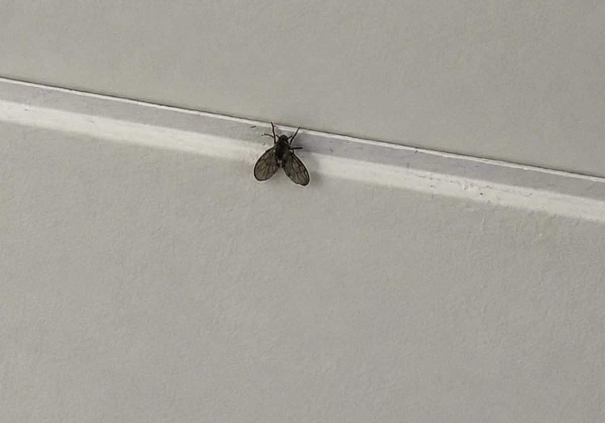 MaleAdvocate28's tweet photo. This insect has no name, no shame, no sound, no job. https://t.co/PvkimnDH8o