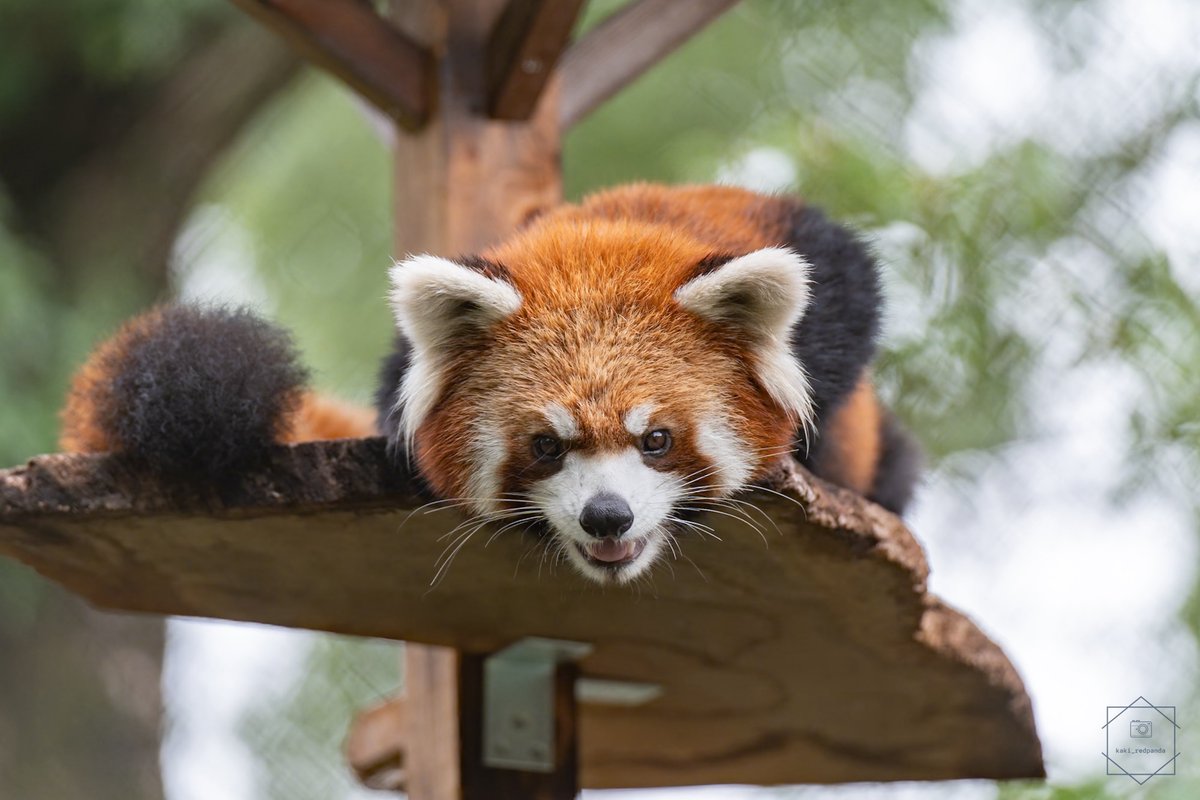 kaki_RedPanda's tweet photo. 羽村の庭がまた賑やかになりますね。この美しい家族に新しいメンバーが加わります。たけのこくんもお兄ちゃんに。彼と同じように、パンダから人からたくさんの祝福と愛情をもらって大きくなるのでしょう。羽村はいいところだから安心してね。

とにかく無事に、元気に育つことを祈ります。 https://t.co/qMjDgdCuKK