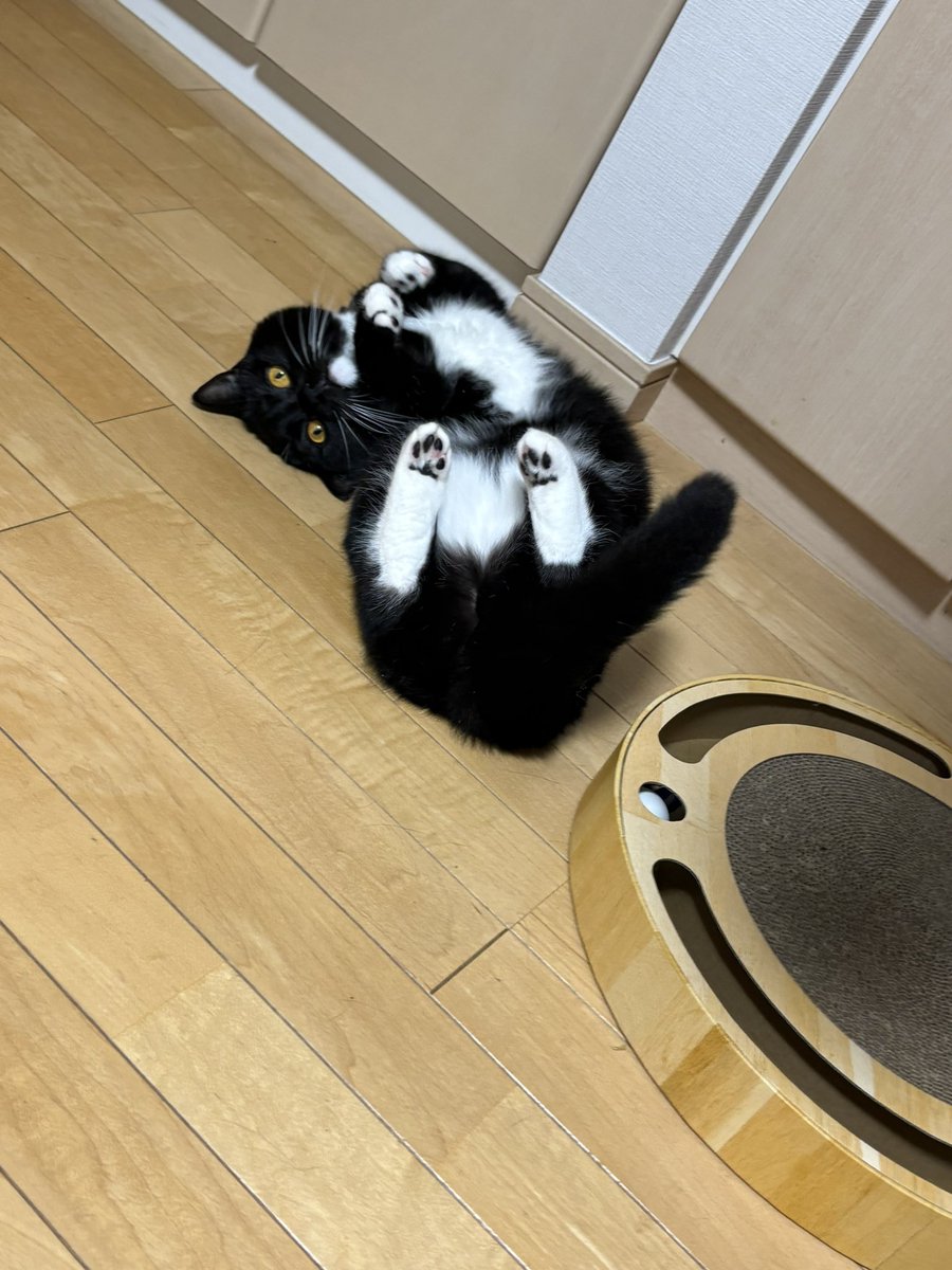 tavi_sapien_s's tweet photo. おとうと…？ https://t.co/ZyPorjfFXz
