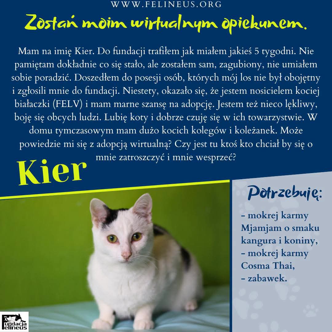 F_FELINEUS's tweet photo. Cześć! 
Mam na imię Kier i żyję dzięki wsparciu dobrych ludzi. Może to właśnie Ty będziesz tym, który mnie adoptuje wirtualnie? Bardzo chciałbym mieć opiekuna takiego tylko dla siebie, żebym wiedział, że ktoś się o mnie troszczy! 
Jeśli chciałbyś nim zostać, wejdź na stronę https://t.co/YT3nLGs2Dc i zobacz, jak to zrobić. Mruczę już na samą myśl, że to Ty nim będziesz! 

#wirtualnaadopcja #felineus #kochamkoty #kot #adopcjakota
