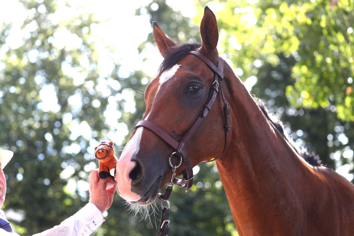 AgaKhanStuds's tweet photo. 😍 '#Calandafans’ can now take home their own miniature version of the 2025 @worldsbesthorse!

#Calandagan becomes the first Flat racehorse to be immortalised in plush form by @Turf_Stars - with a contribution from every plushie sold made to the charity @audeladespistes. 💚❤️ https://t.co/aTH2c7IYI1