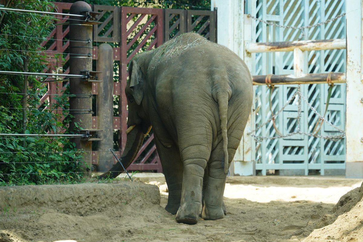 giabbitomo's tweet photo. ガーデニングしている
アルン坊っちゃんだ🐘😁

2026.7.8    #アルン　#アジアゾウ
#ゾウのすむ森　#上野動物園 https://t.co/tusZH6Hz7B