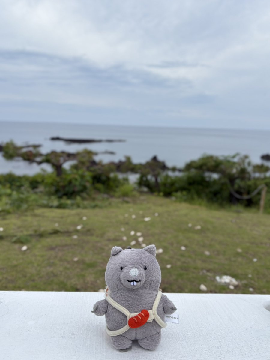 won_tofu's tweet photo. うちのウォン世界一可愛いからほんとうにかわいい☺️にっこり☺️☺️☺️どこに行っても可愛い笑顔☺️☺️☺️☺️ https://t.co/GaBfOPtTuh