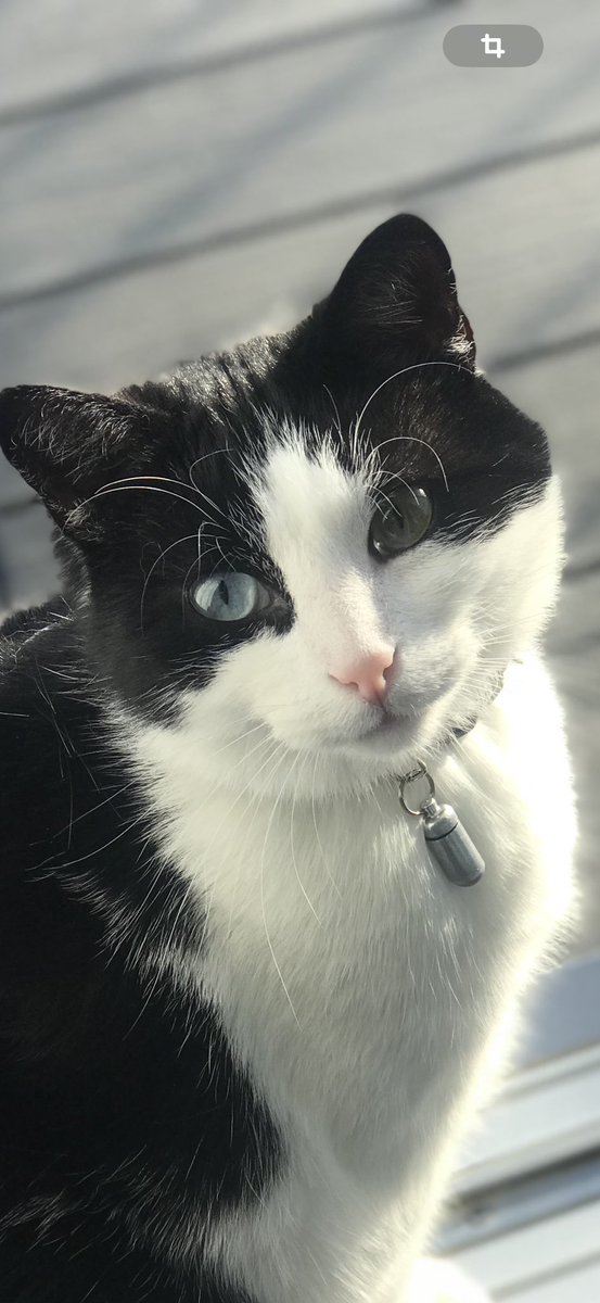 HeleneLeo3's tweet photo. @lynx_grizzly Ne pas m’oublier Grigri😻😻😻 https://t.co/i3fNtTIMdE