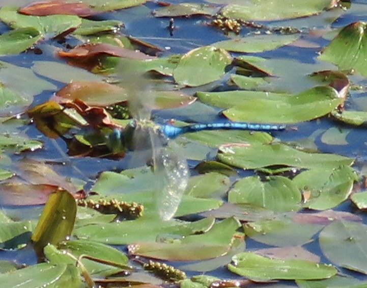 ManfromMarton's tweet photo. The main lake at #WilderDoddington was good for #odonata today with plenty of Small Red-eyed and Common Blue Damselflies plus Willow Emeralds, Brown Hawkers, Emperors, Common and Ruddy Darters and Black-tailed Skimmers
#DragonflyWeek
@BDSdragonflies
@LincsWildlife https://t.co/nqIjLNDXte
