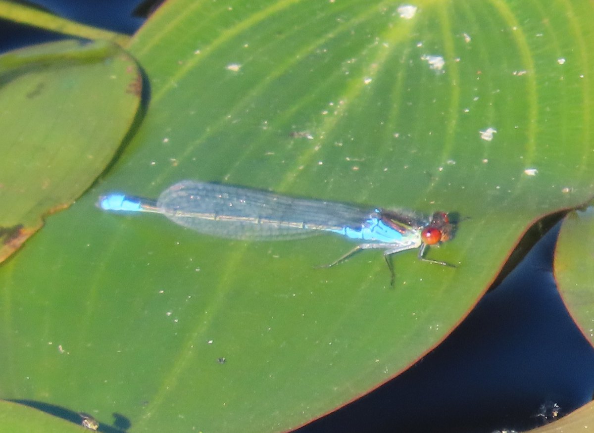 ManfromMarton's tweet photo. The main lake at #WilderDoddington was good for #odonata today with plenty of Small Red-eyed and Common Blue Damselflies plus Willow Emeralds, Brown Hawkers, Emperors, Common and Ruddy Darters and Black-tailed Skimmers
#DragonflyWeek
@BDSdragonflies
@LincsWildlife https://t.co/nqIjLNDXte
