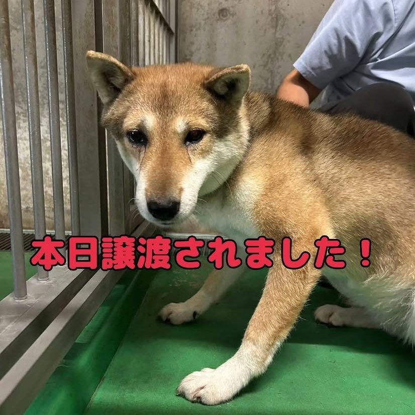 hgwj2WODcjLjHal's tweet photo. ❤️譲渡されました❤️
山口県長門健康福祉センターで4/24より収容されており7/10期限と言われていた管理番号1センター名モモちゃんは7/8一般譲渡されました😂良かったね。長い時間よく頑張ったね😿
里親様ありがとうございます✨職員様初め関わって下さった全ての方に感謝します
https://t.co/WUs3pMkVIx https://t.co/FqvZznbYPu