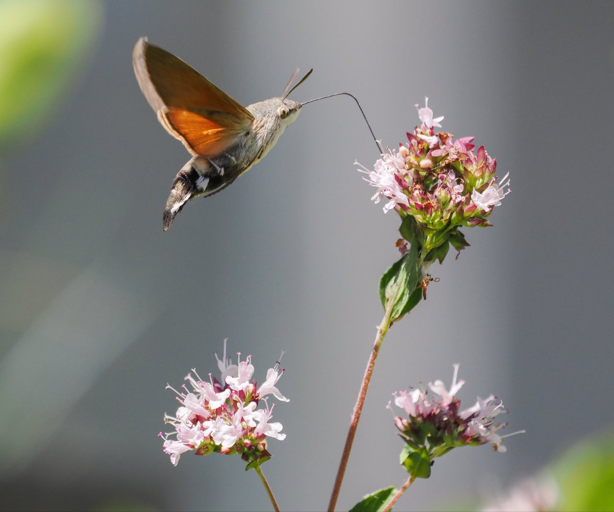 DeenaSharp18's tweet photo. Hummingbird Hawk Moth feeding on Marjoram in my garden today. This herb is worth its weight in gold for attracting bees and other insects. 
#WildCornwall #nature #wildlife #moths https://t.co/iZT9hRvGVN