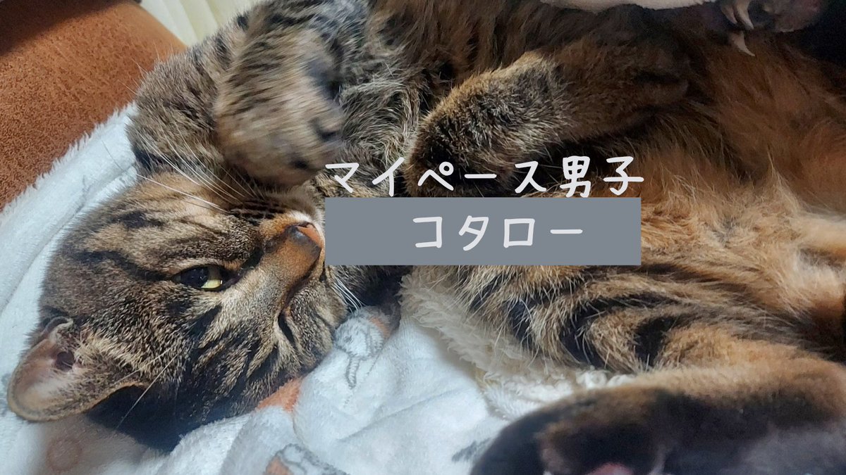kobasute's tweet photo. うちのコタロー
　“にゃ～ん”と鳴けない

✔️うきゃ～
✔️あっあっ
✔️くぅ～っ
めちゃくちゃ可愛い声を
　皆さんに聞かせてあげたい

#猫 https://t.co/oGUb8q3k7L