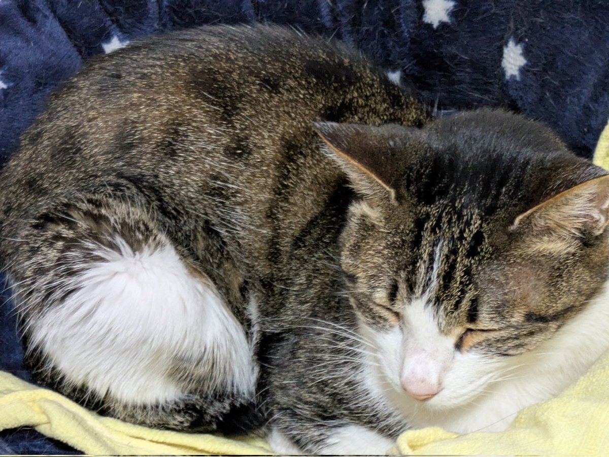 おやすみなさい #ネコの気持ち 皆しゃんおやすみニャさい😺💞💤🌃 また