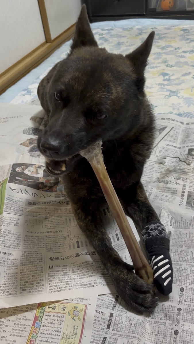 zakko_a's tweet photo. 今日は🐕‍🦺６歳の誕生日🎂
🦌鹿骨をプレゼント✨
喜んで齧り付いてた😋 https://t.co/2ChJx3uc7H