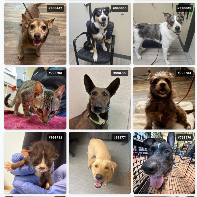 sdhumane's tweet photo. 246 lost pets have come in to San Diego Humane Society since the July 4th celebrations. Only 53 of those pets have been reclaimed by their owners. If you are missing your pet, please check https://t.co/5BRf4X2QA0 to see all stray animals in our care. https://t.co/Teyz5FZIFq