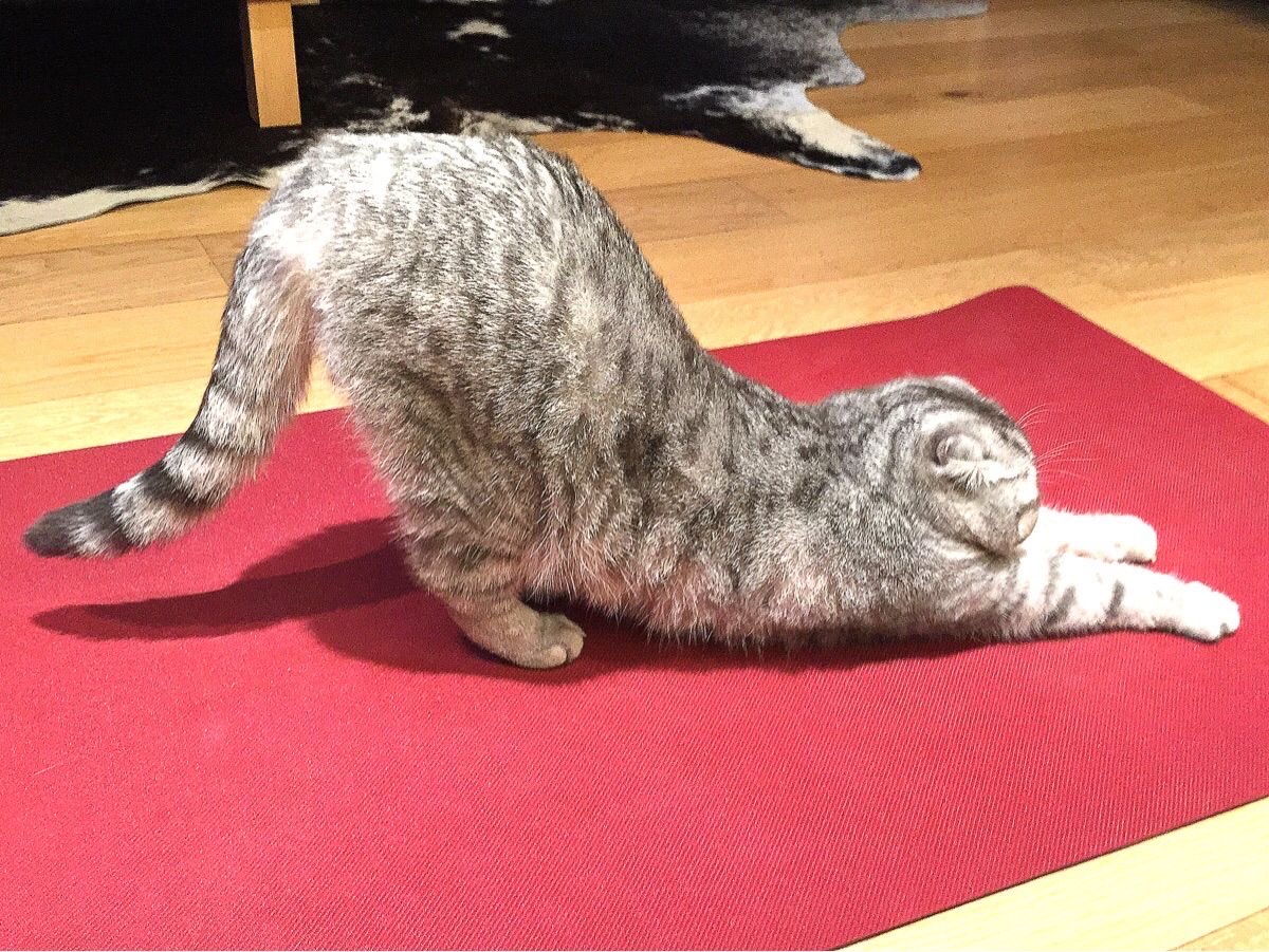 iggythefool000's tweet photo. Chicas me encanta el yoga #nuevaera https://t.co/j2PotJb800