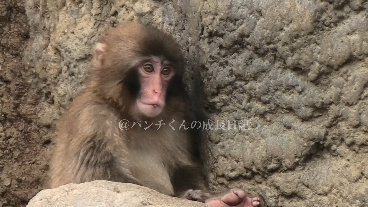 panch_kun's tweet photo. 観客を見つめるパンチ
#がんばってるねパンチ #がんばれパンチ #パンチくん #punch #punchkun #monkey https://t.co/QFXJ0pPHpm