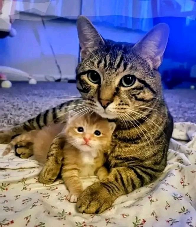 lemeownthyne's tweet photo. 🐈🐅 https://t.co/DKClDLWVfL