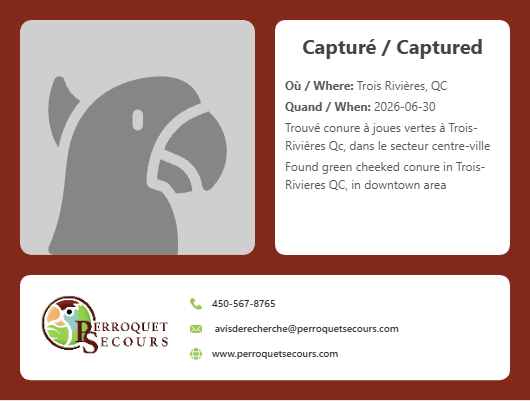 JOJOdePS's tweet photo. (30 juin 2026) trouvé conure à joues vertes à Trois-Rivières QC

https://t.co/d6dD1Y5BeM https://t.co/BQAtdTbYOO