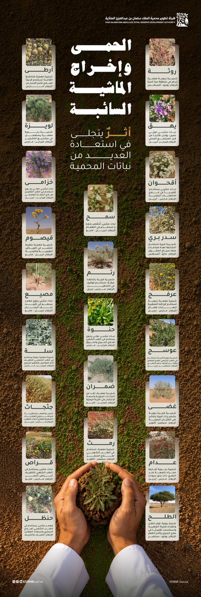 KSRNReserve's tweet photo. كل نبتة في محمية الملك سلمان بن عبدالعزيز الملكية تحكي قصة نجاح بدأت بالحماية، واستمرت بالمتابعة والرعاية للحفاظ على الغطاء النباتي وتعزيز استدامة النظم البيئية للأجيال القادمة. https://t.co/pz4tJYcykx