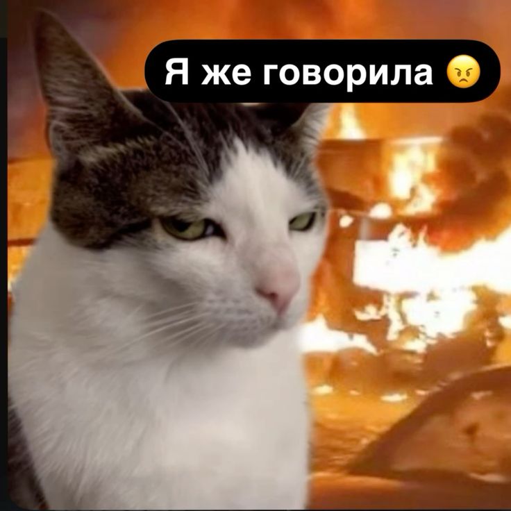 Lutzer__T's tweet photo. пов хейтеров Валко сейчас после цензуры их фавов (особенно Ксавье)
#Valko https://t.co/lLXszOKs6H